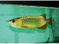 24K Golden Arowana Fish For Sale(xxx) xxx-xxx3