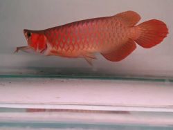 Super Red Arowana Fish For Available For Sale (xxx) xxx-xxx3
