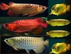 Arowana fishes of verious species for sale (xxx) xxx-xxx3