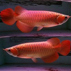 Quality Super Red Arowana Fishes For Sale Text Us (xxx) xxx-xxx2