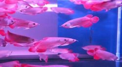 HIGH QUALITY SUPER RED AROWANA FISH OF ALL BREED AND SIZES FOR SALE