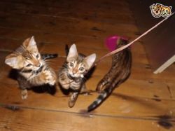 home rasied kittens for sale