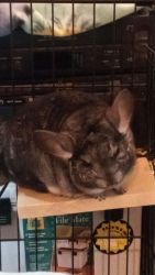 Sweet chinchilla for sale!