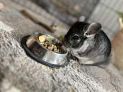 Chinchilla in need of a home