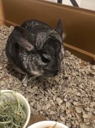 Need to home for Chinchilla! Cage, etc included