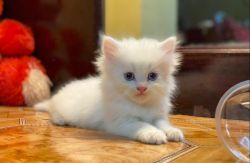 Persian cat doll face 2 months old