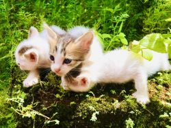 Indian Kittens
