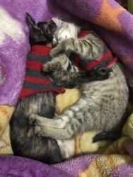 I want to sell my Kitten.I have two kitten Indian breed.