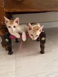 2 cute kittens for free sale