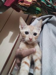 Cute indian kittens available