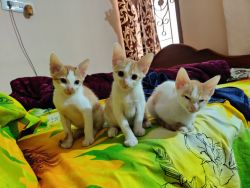 Cute Kittens needs Loving Home - For Adoption