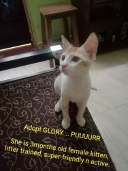 Glory - Cat/Kitten - Adoption -3 months old