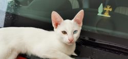 White Cute baby Cat sale on free