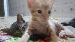 Kitten of 1 month