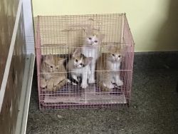 Kittens for Sale