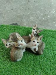 Kittens acailable