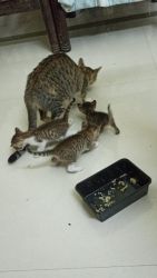 3 Little kitten for sale