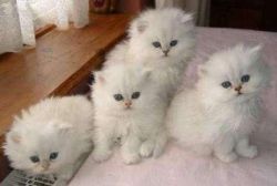 Asian kittens Seeking new homes