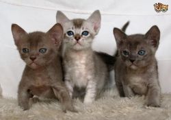 beautiful Asian kittens