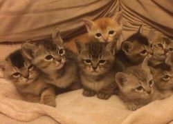 Lovely Gccf Registered Asian Kittens Ready to go