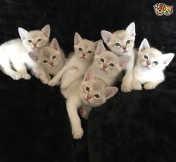 Stunning Asian Kittens for sale