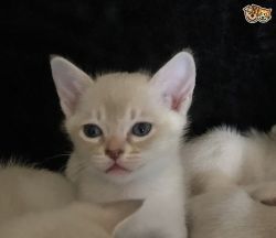 Stunning Asian Kittens for sale