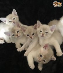 Gorgeous Asian Kittens for sale
