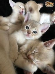 Gorgeous Asian Kittens for sale