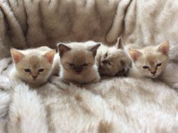 Adorable Asian Kittens for sale