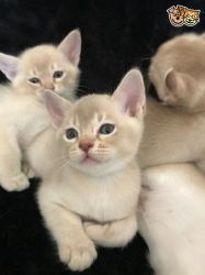 Beautiful Asian Kittens for sale