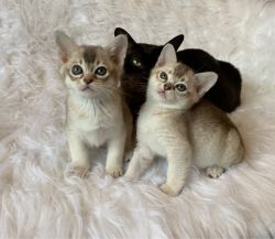 Stunning Litter Of Asian Kittens