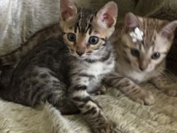 Asian Bengal kittens Ohio