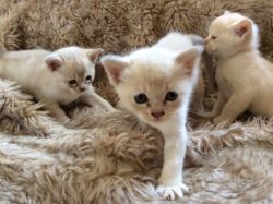 Beautiful Asian Female and male Kittens