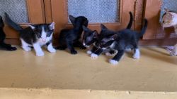 Kittens for Adpation . Native Kittens