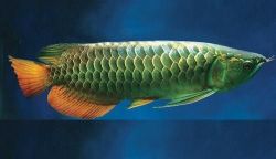 Super Red Arowana Fish,and Many Others For Sale!!!