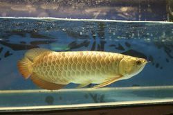 Super Asian Red Arowana Fishes For Re homing