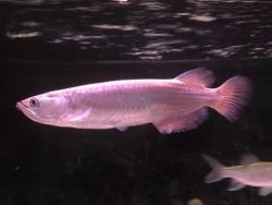 Asian Red Arowana fish for sale