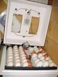 quality parrot eggs for sale
