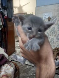 4 week Kitten for sale