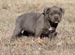 Gold American Bully puppies .
