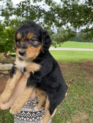 Aussiedoodles for sale in the Athens ga area