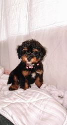 Female Toy F1 Aussiedoodle