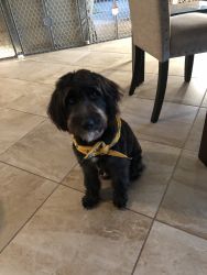 Aussiedoodle 5 months old, spayed, very obedient and playful. Moving