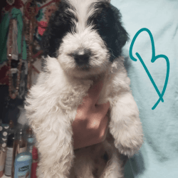 Aussiedoodle Forsale
