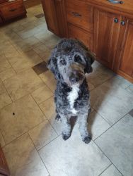 8 Month Aussiedoodle for Sale