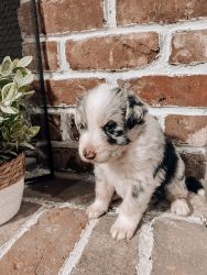 Puppies for sale in Arizona