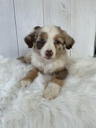 Aussie doodle puppy for sale!