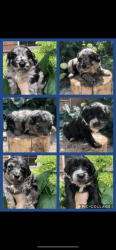 6 Puppies For Rehome