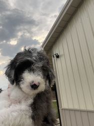 Male AussieDoodle