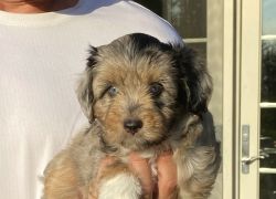 Cute Izzy the mini-Aussiedoodle would love to be your buddy!